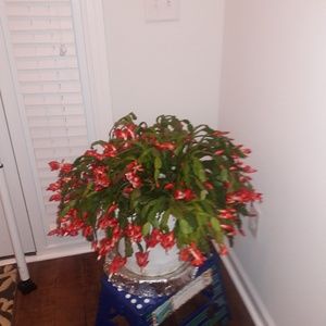 Meet your Posher, Irene